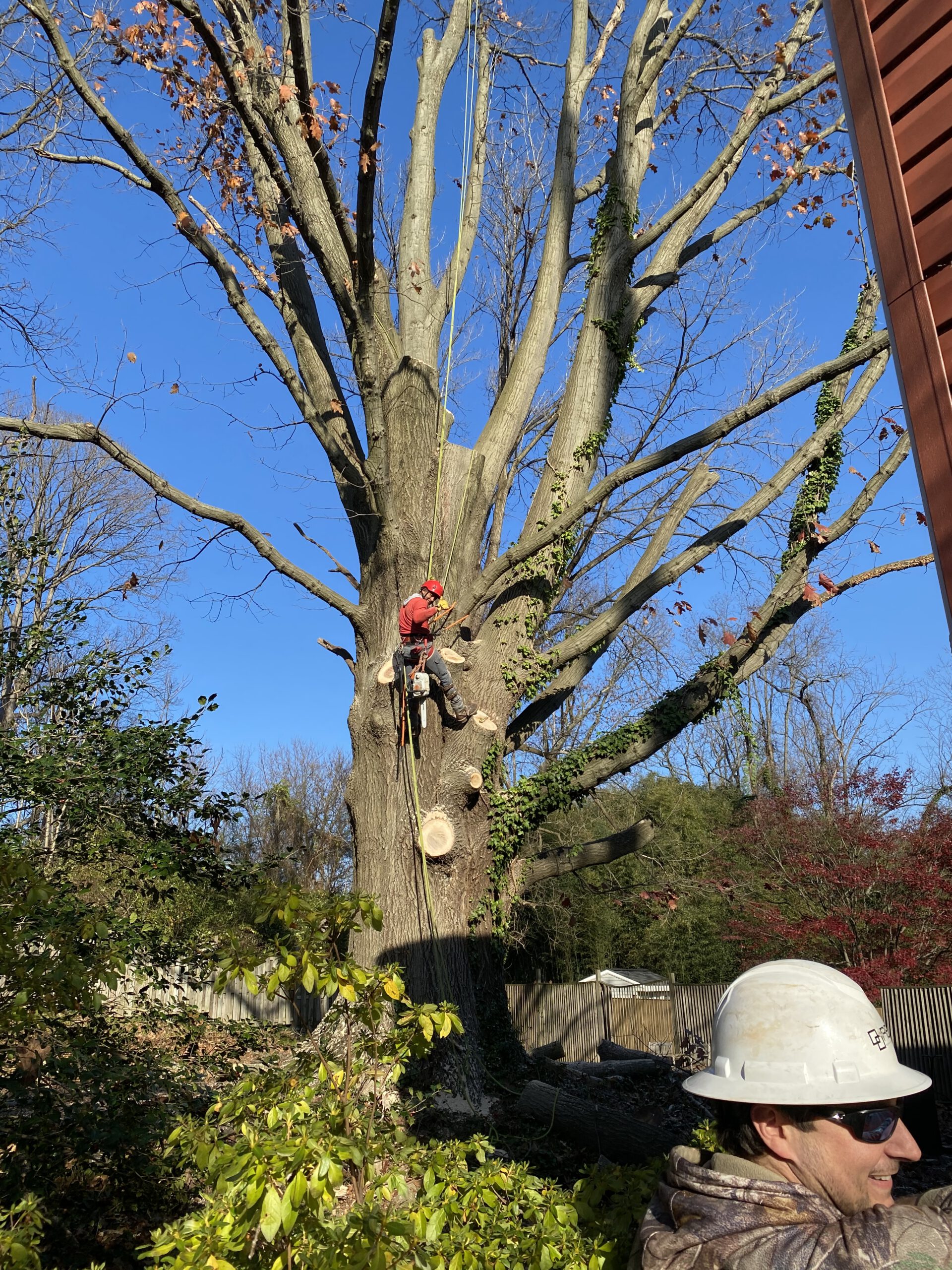 How to Choose a Professional Tree Service in Arlington, VA